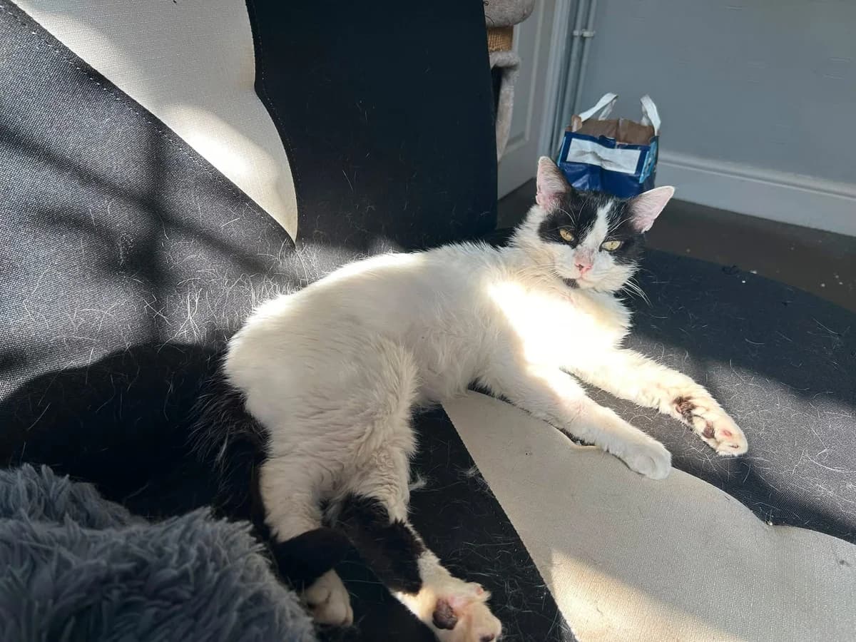 Eli, male 6yo Mixed Breed Cat for adoption at Mansfield Cat Rescue