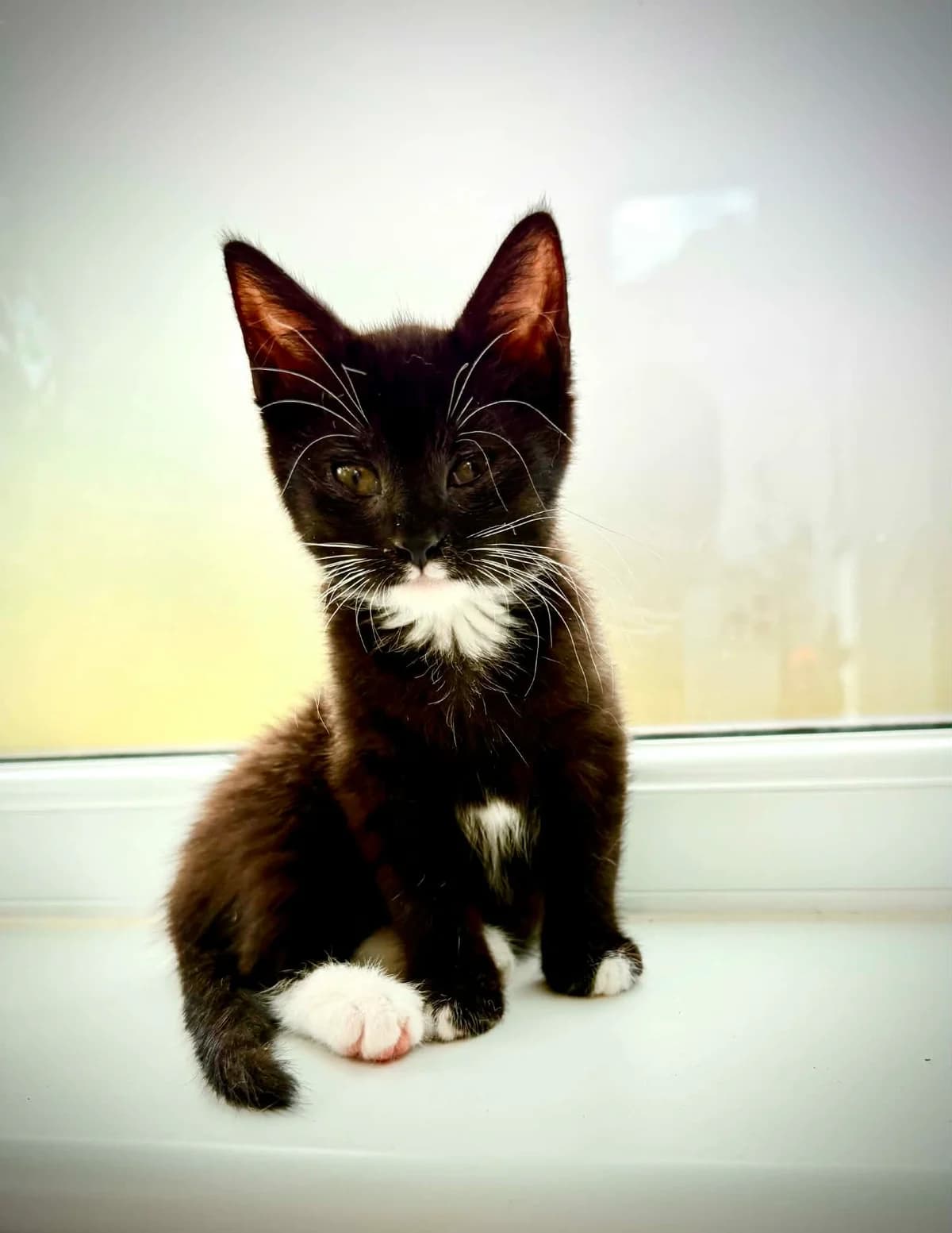 Nancy, female puppy Mixed Breed Cat for adoption at Mansfield Cat Rescue