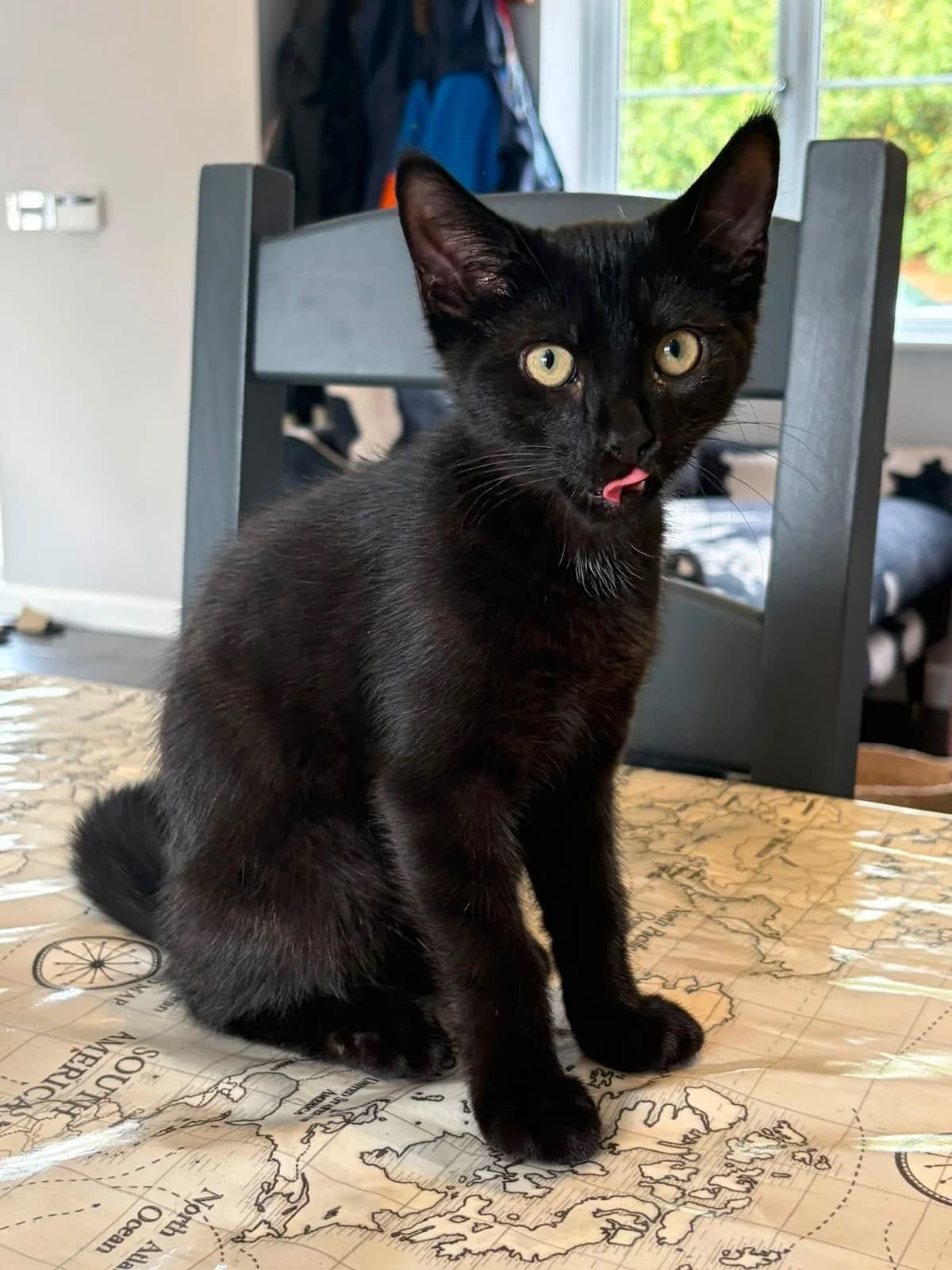 Victor, male puppy Mixed Breed Cat for adoption at Mansfield Cat Rescue