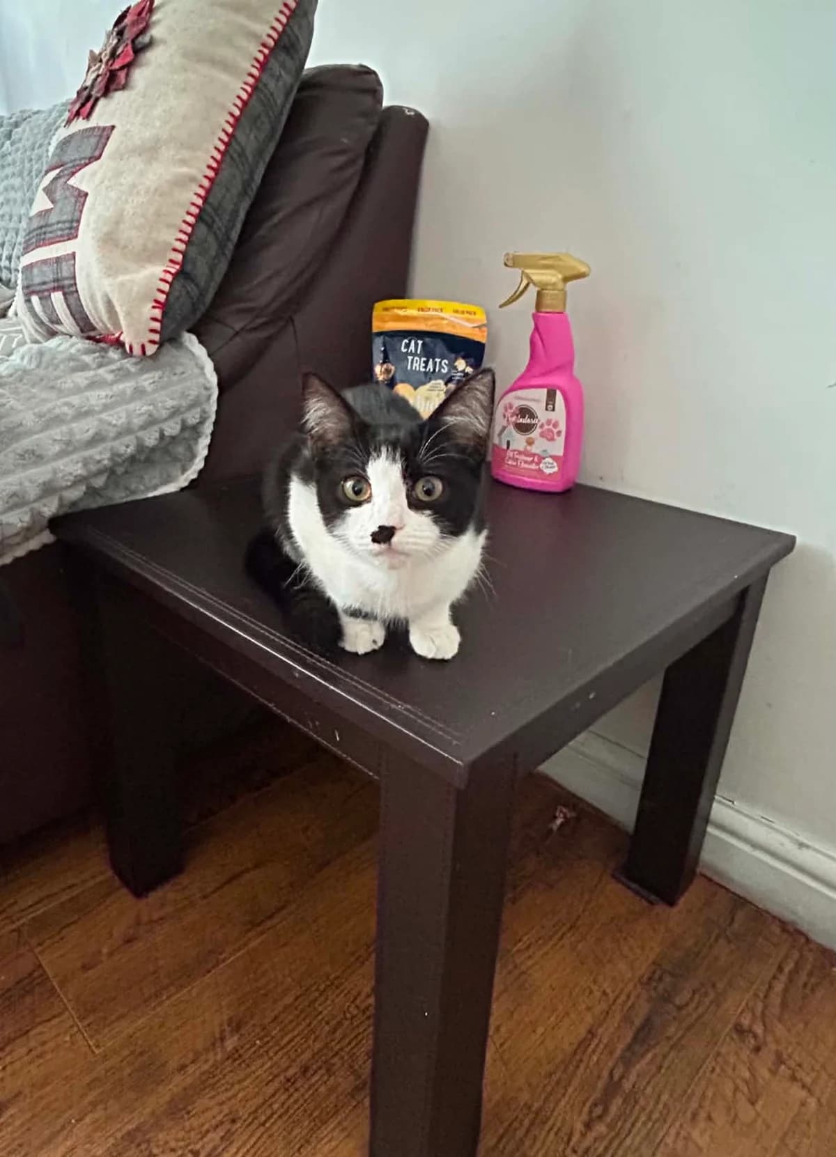 Isadora, female puppy Mixed Breed Cat for adoption at Mansfield Cat Rescue