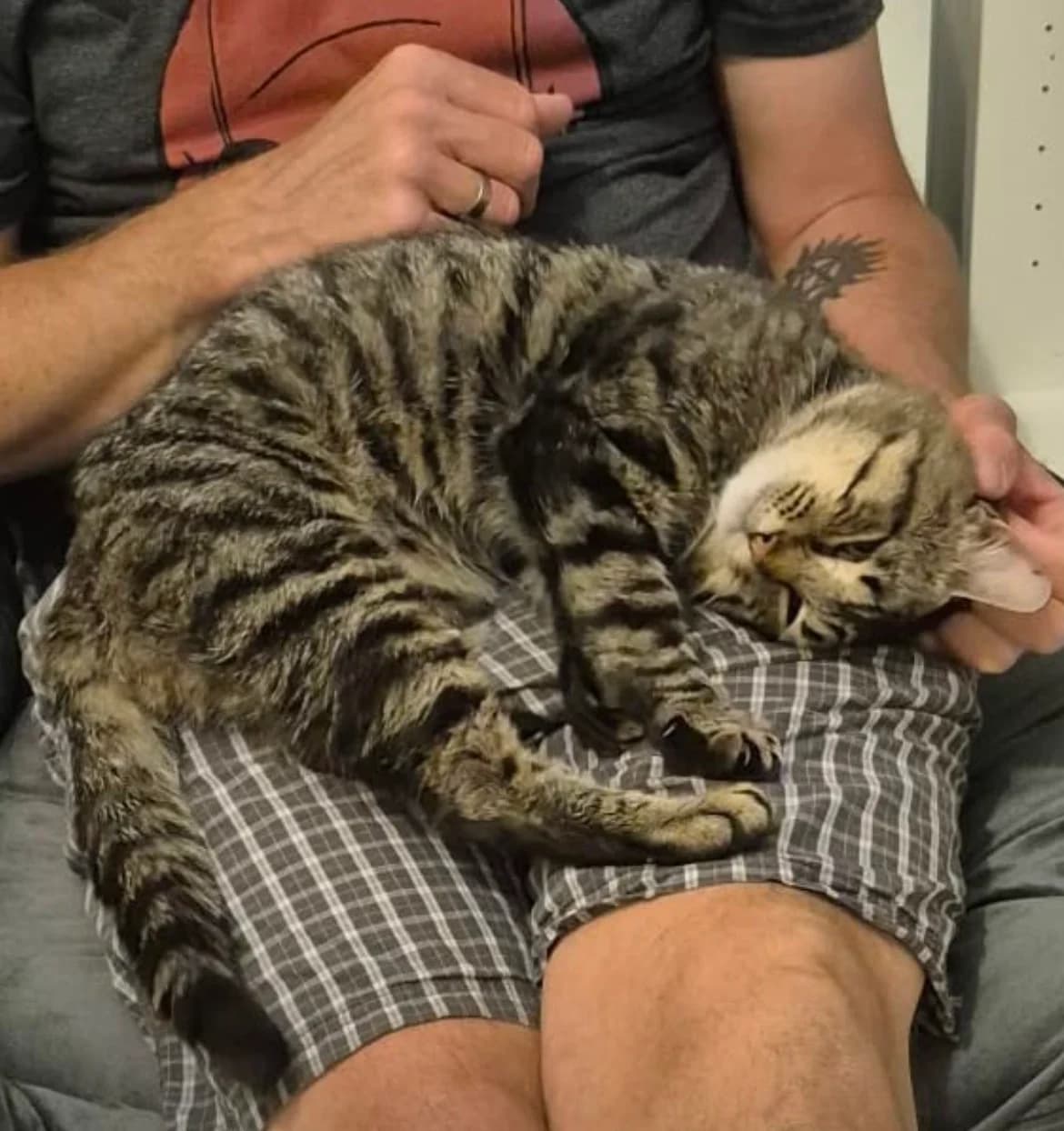 Dougie, male Mixed Breed Cat for adoption at Mansfield Cat Rescue