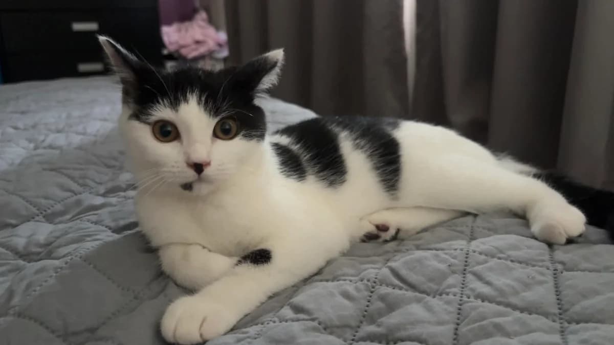 Magpie, female puppy Mixed Breed Cat for adoption at Mansfield Cat Rescue