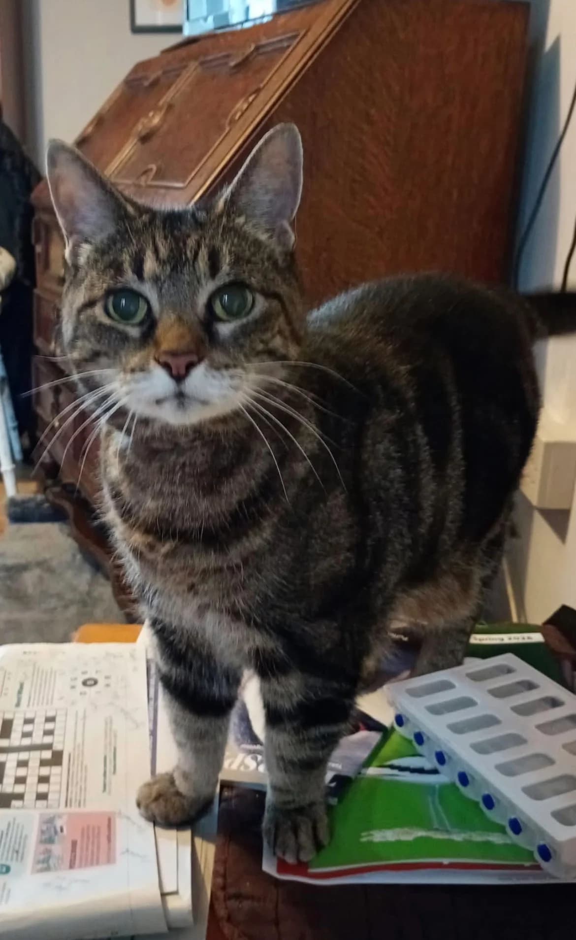 Pepsi, female senior Mixed Breed Cat for adoption at Mansfield Cat Rescue