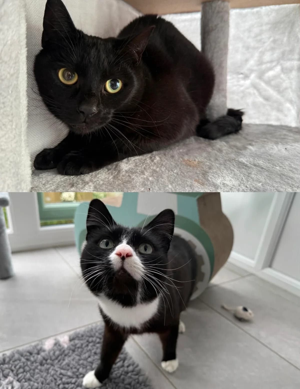 Beatrix & Barfolomew, 4yo Mixed Breed Cat for adoption at ManxSPCA