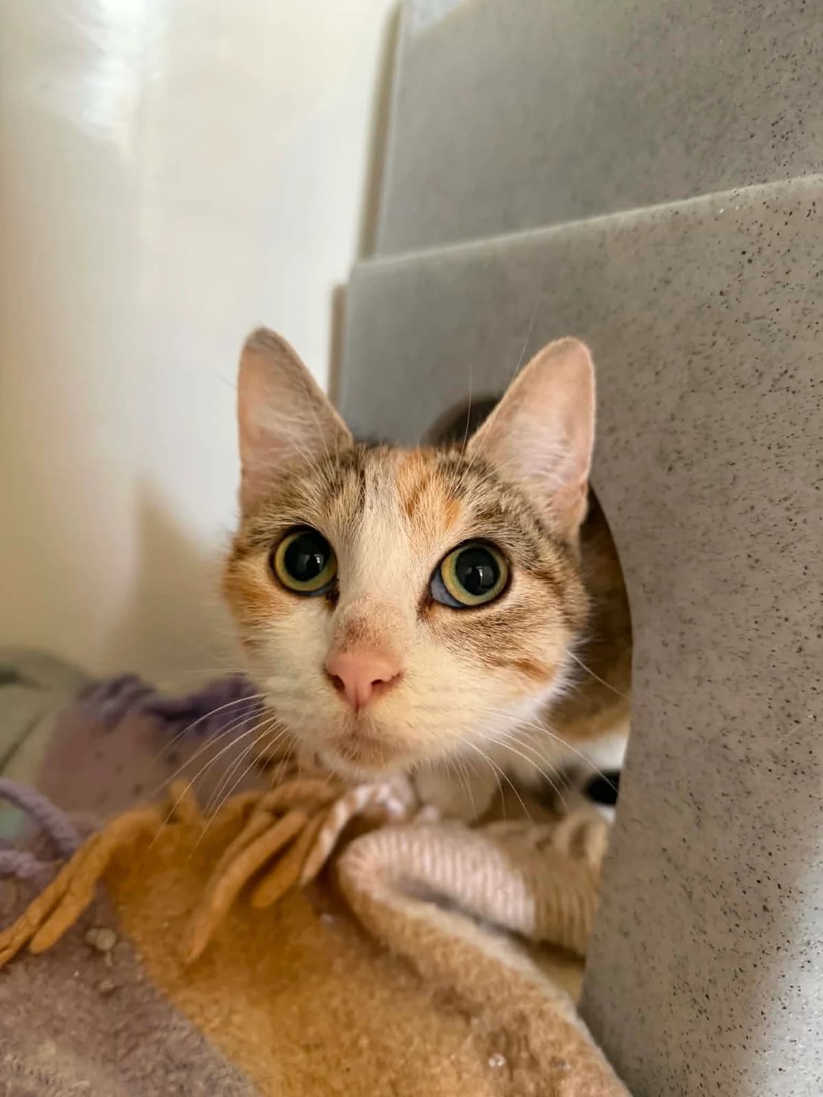 Luna, female 6yo Mixed Breed Cat for adoption at ManxSPCA