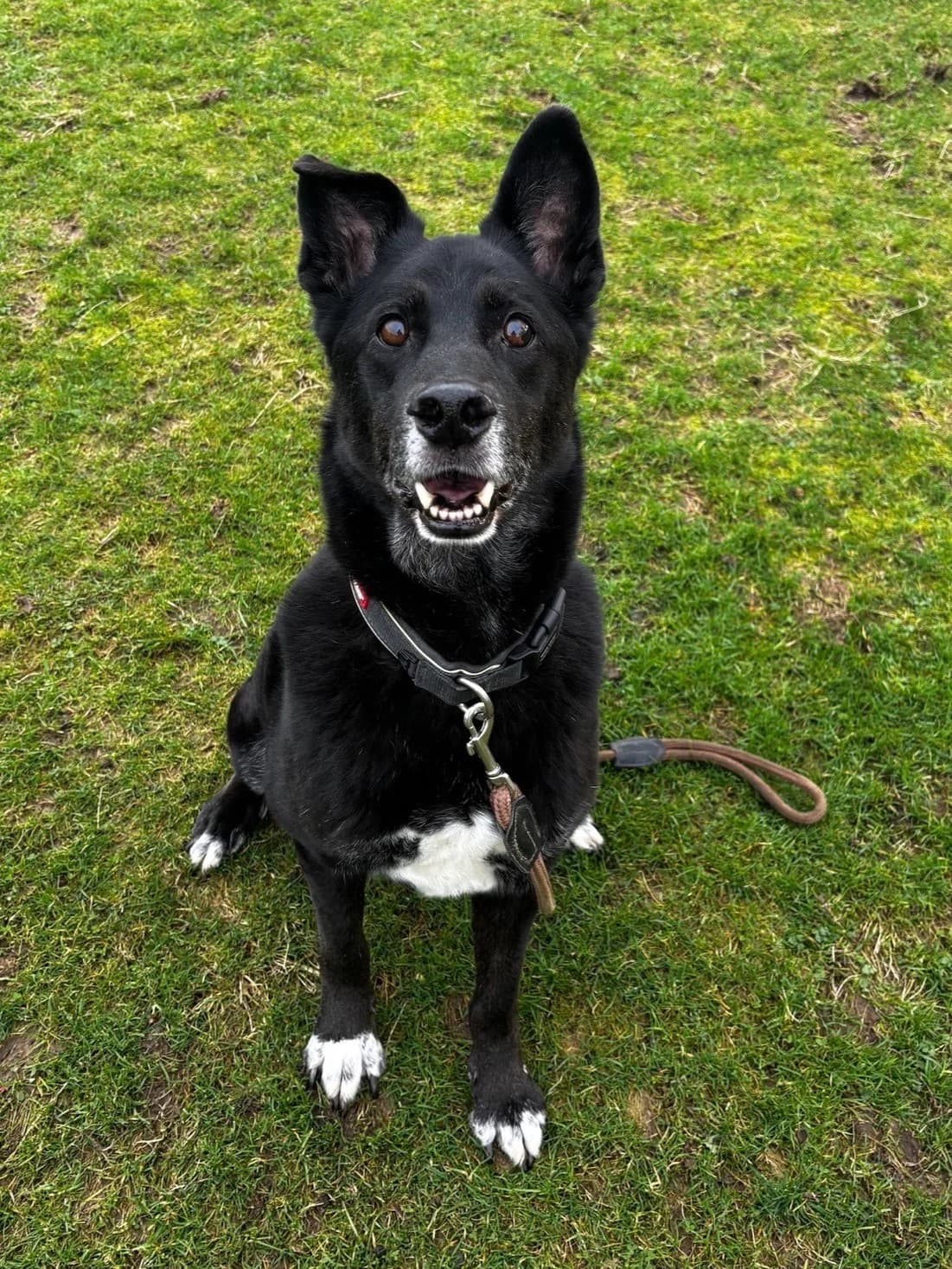 Marty, male senior mixed breed for adoption at ManxSPCA