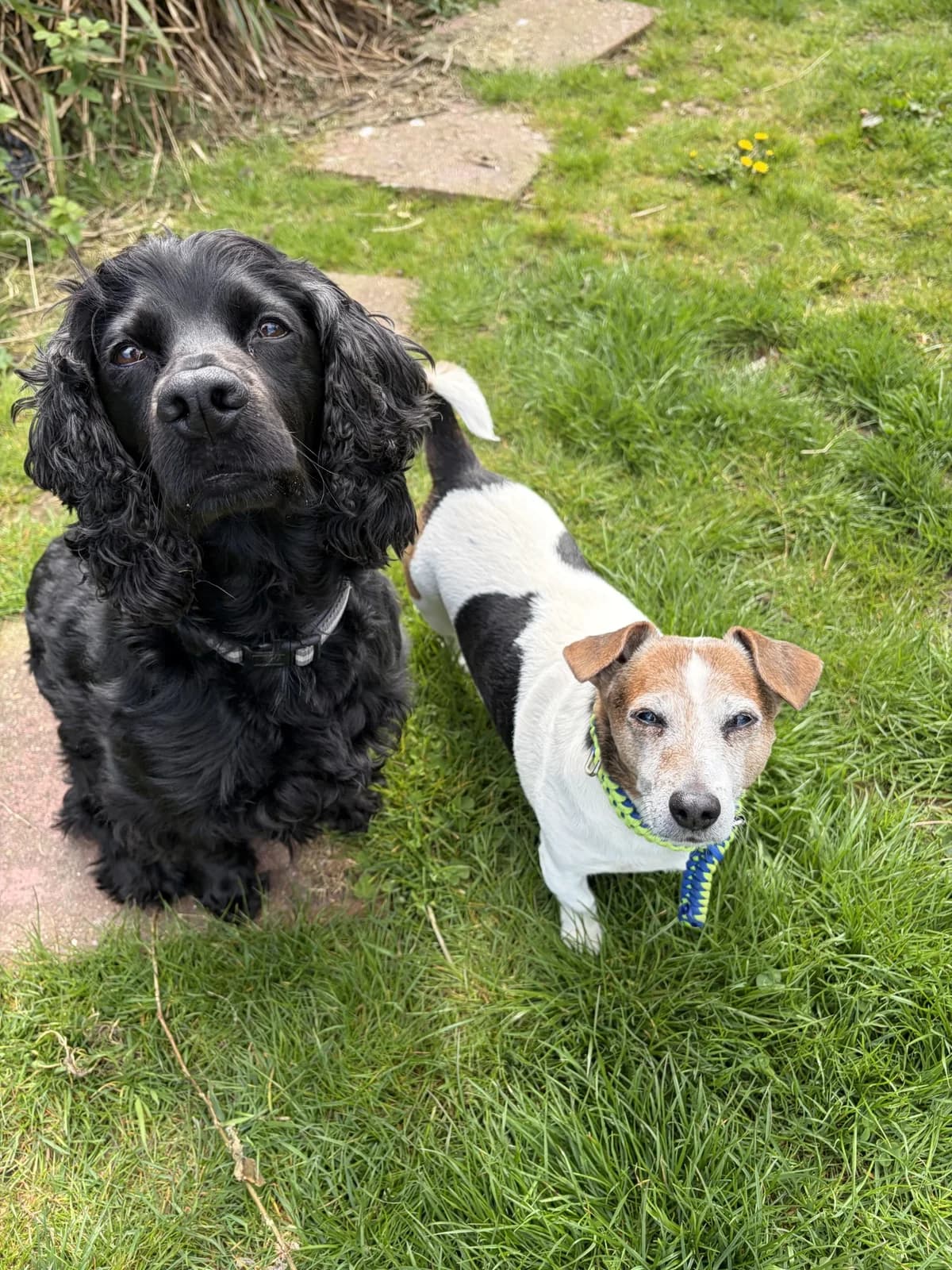 Wilson & Harvey, male Cocker Spaniel for adoption at ManxSPCA