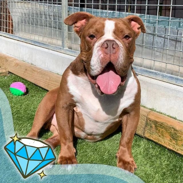 Bruno, male 3yo English Bulldog for adoption at Many Tears Animal Rescue, Llanelli