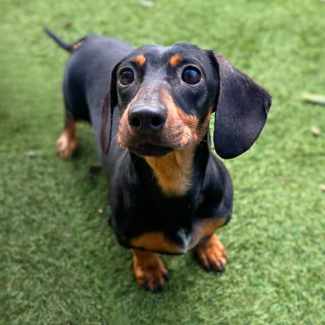 Hatty, female 7yo Dachshund for adoption at Many Tears Animal Rescue, Llanelli