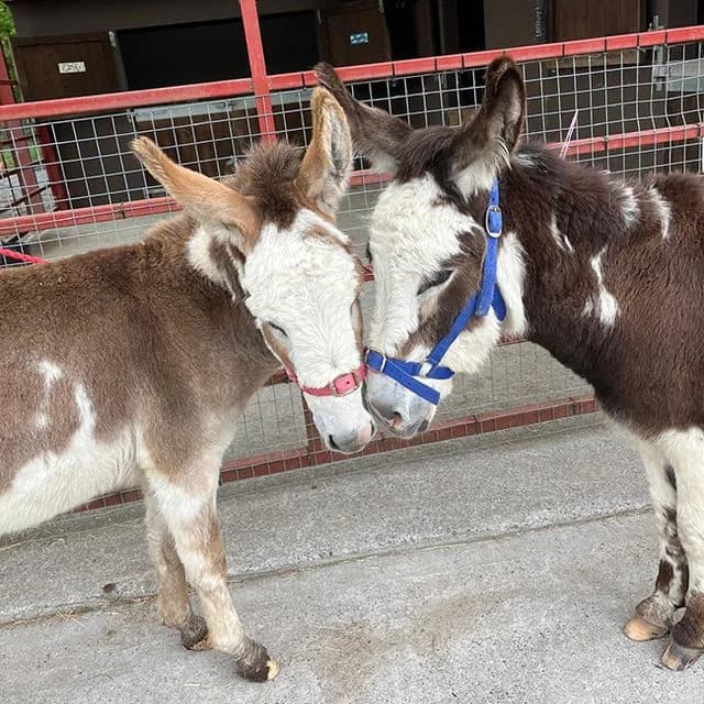 Friday, male 3yo mixed breed for adoption at Many Tears Animal Rescue, Llanelli