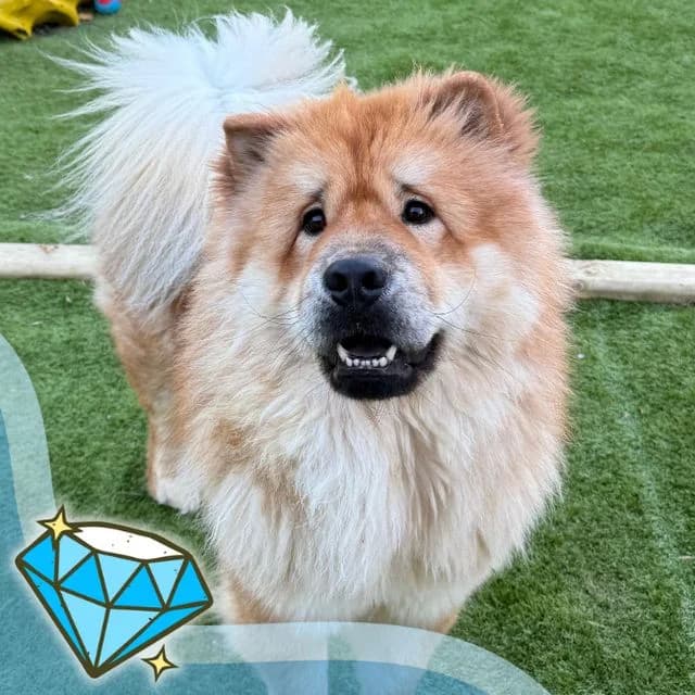 Royal, male young Chow Chow for adoption at Many Tears Animal Rescue, Llanelli