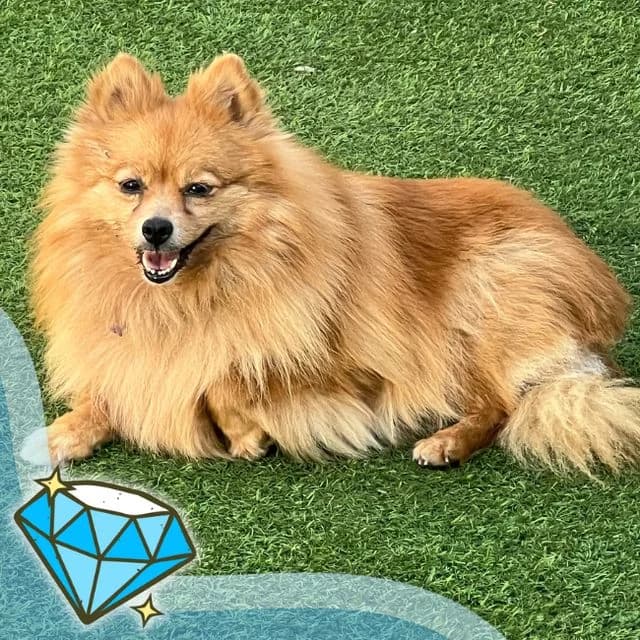 Arctic, female 7yo Pomeranian for adoption at Many Tears Animal Rescue, Llanelli