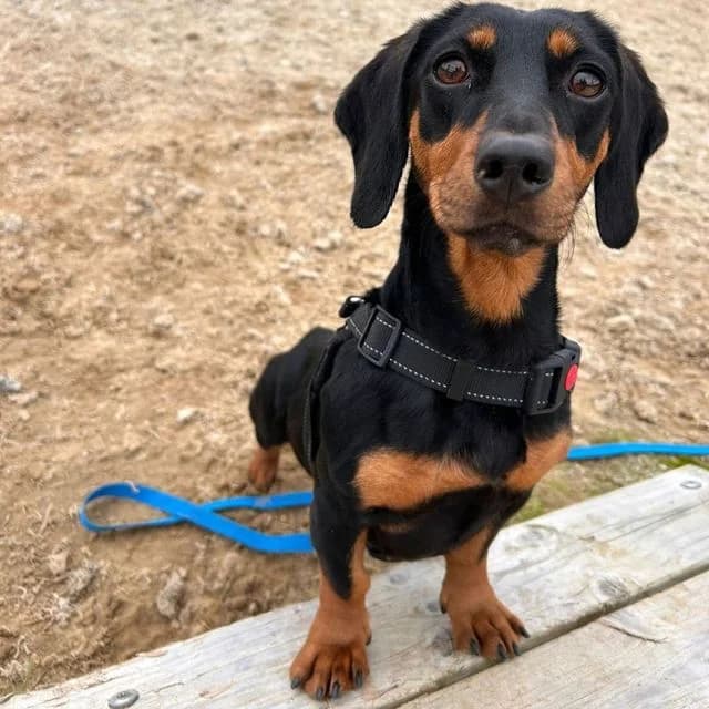 Dora, female 4yo Dachshund for adoption at Many Tears Animal Rescue, Llanelli