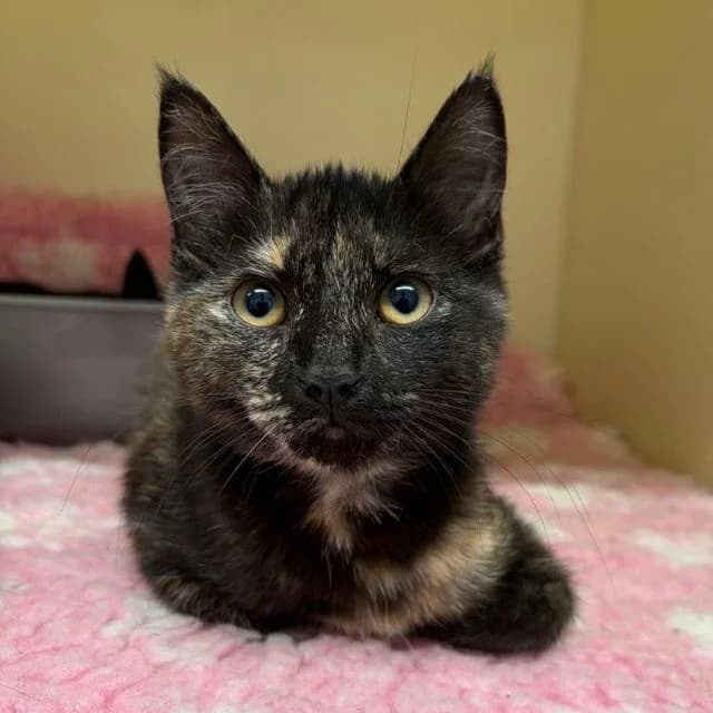 Tinker, female puppy Mixed Breed Cat for adoption at Many Tears Animal Rescue, Llanelli