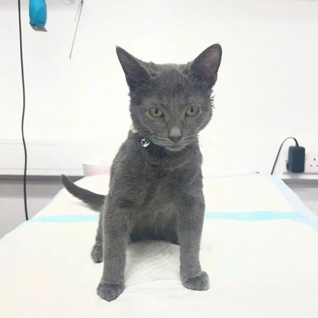 Ash, male puppy Mixed Breed Cat for adoption at Many Tears Animal Rescue, Llanelli