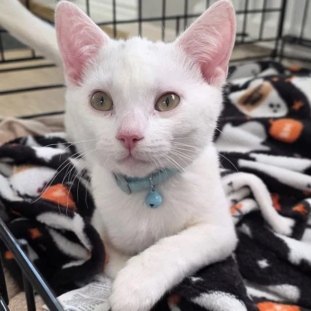 Brie, female puppy Mixed Breed Cat for adoption at Many Tears Animal Rescue, Llanelli
