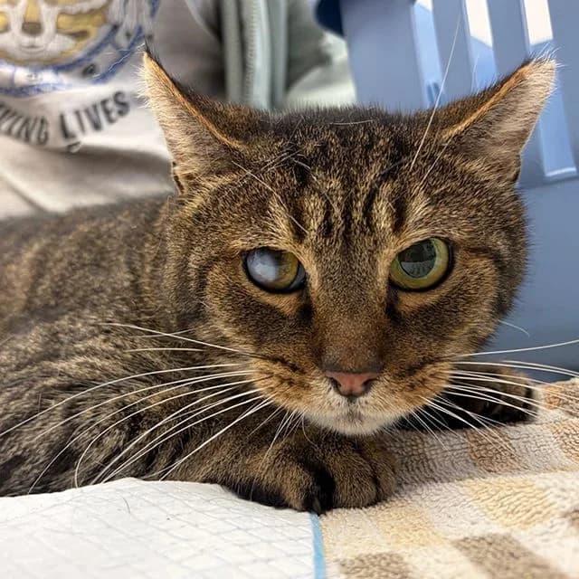 Dylan, male senior Mixed Breed Cat for adoption at Many Tears Animal Rescue, Llanelli
