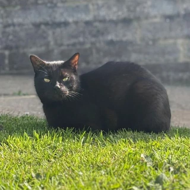 Fish, male 4yo Mixed Breed Cat for adoption at Many Tears Animal Rescue, Llanelli