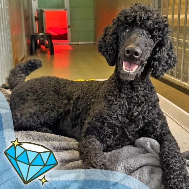Flash, male young Poodle for adoption at Many Tears Animal Rescue, Llanelli