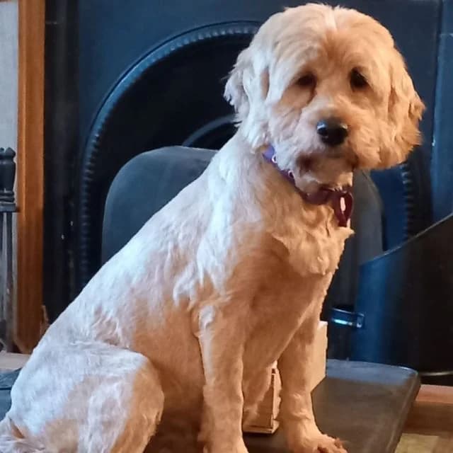 Ellie, female 6yo Cockapoo for adoption at Many Tears Animal Rescue, Llanelli