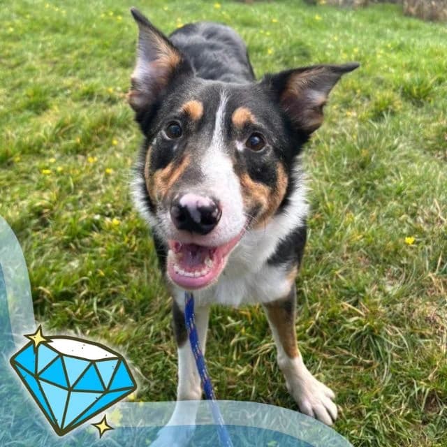 Zac, male 4yo Collie for adoption at Many Tears Animal Rescue, Llanelli