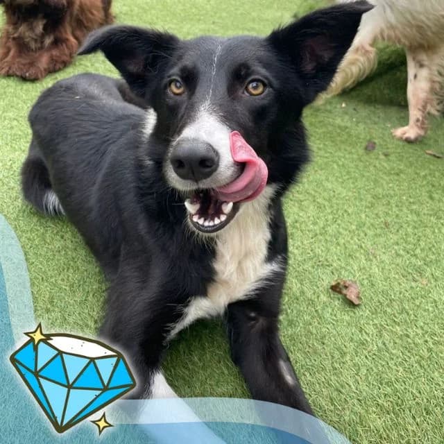 Lassie, female young Collie for adoption at Many Tears Animal Rescue, Llanelli