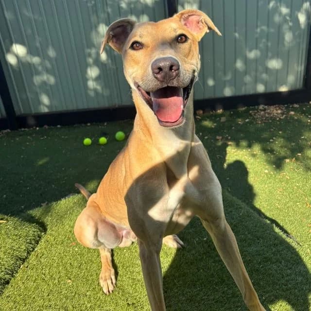 Max, male young Lurcher for adoption at Many Tears Animal Rescue, Llanelli