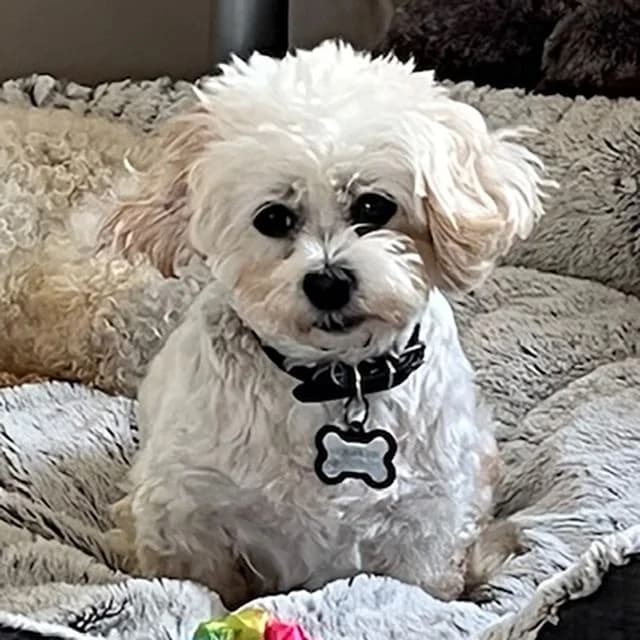 Toast, female 4yo Maltese for adoption at Many Tears Animal Rescue, Llanelli