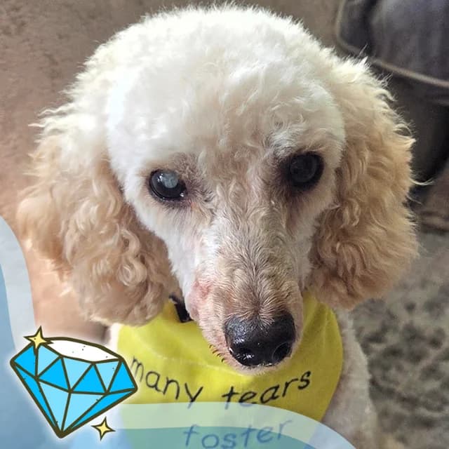 Crispin, male 7yo Poodle for adoption at Many Tears Animal Rescue, Llanelli