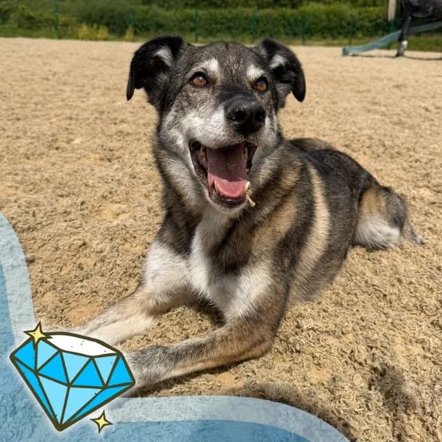 River, female 7yo Mixed Breed for adoption at Many Tears Animal Rescue, Llanelli