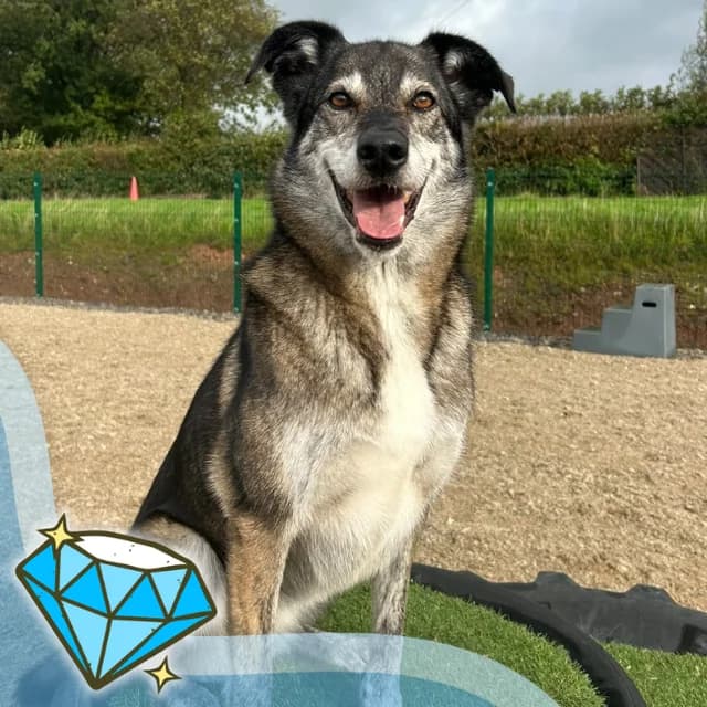 River, female 7yo Mixed Breed for adoption at Many Tears Animal Rescue, Llanelli