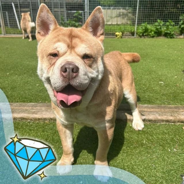 Criss Cross, male 5yo mixed breed for adoption at Many Tears Animal Rescue, Llanelli
