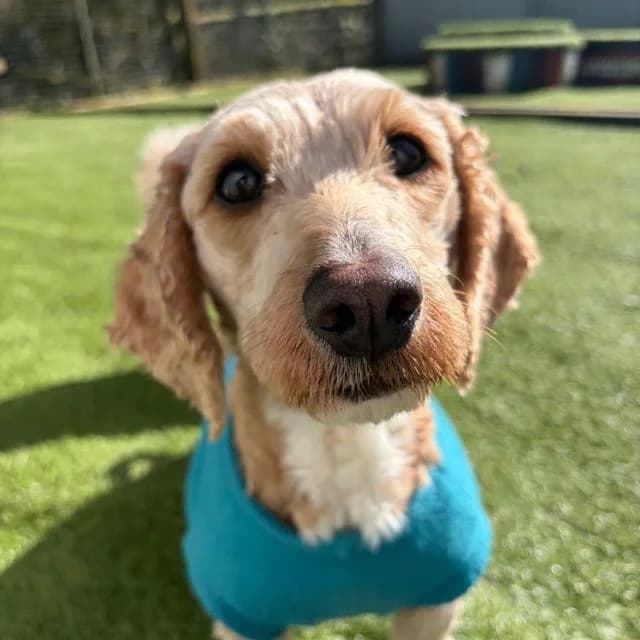 Rachel, female 4yo Poodle for adoption at Many Tears Animal Rescue, Llanelli