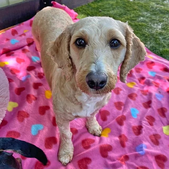 Rachel, female 4yo Poodle for adoption at Many Tears Animal Rescue, Llanelli