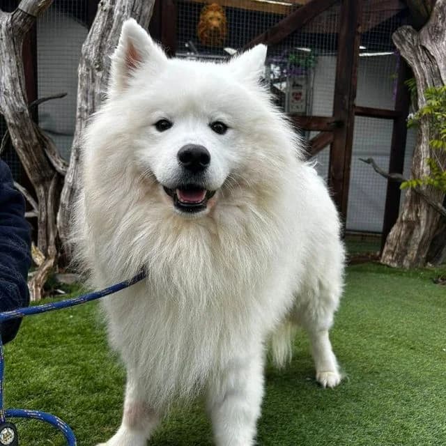 Chewwie, male 6yo Samoyed for adoption at Many Tears Animal Rescue, Llanelli
