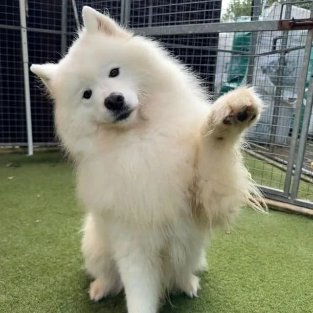 Chewwie, male 6yo Samoyed for adoption at Many Tears Animal Rescue, Llanelli
