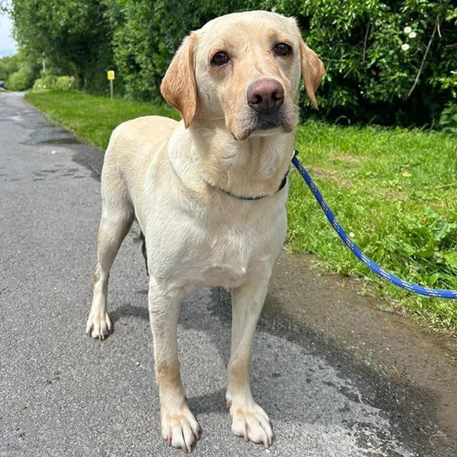 Anna, female 7yo Labrador Retriever for adoption at Many Tears Animal Rescue, Llanelli