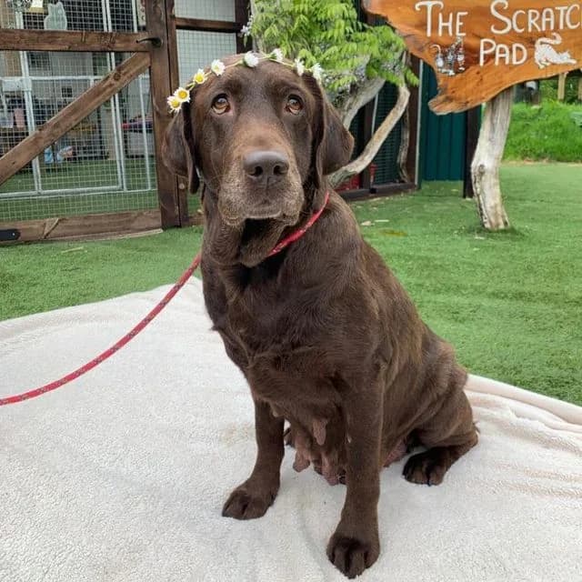 Alice, female 5yo Labrador Retriever for adoption at Many Tears Animal Rescue, Llanelli