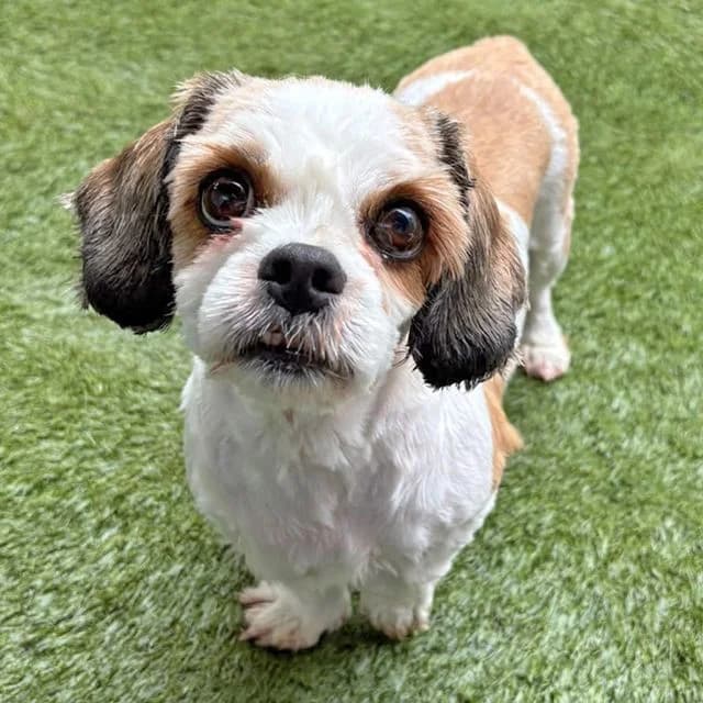 Nicole, female 5yo Shih Tzu for adoption at Many Tears Animal Rescue, Llanelli