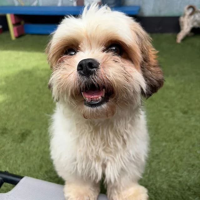 Nicole, female 5yo Shih Tzu for adoption at Many Tears Animal Rescue, Llanelli