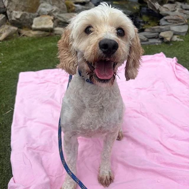 Maggie, female 7yo Cockapoo for adoption at Many Tears Animal Rescue, Llanelli