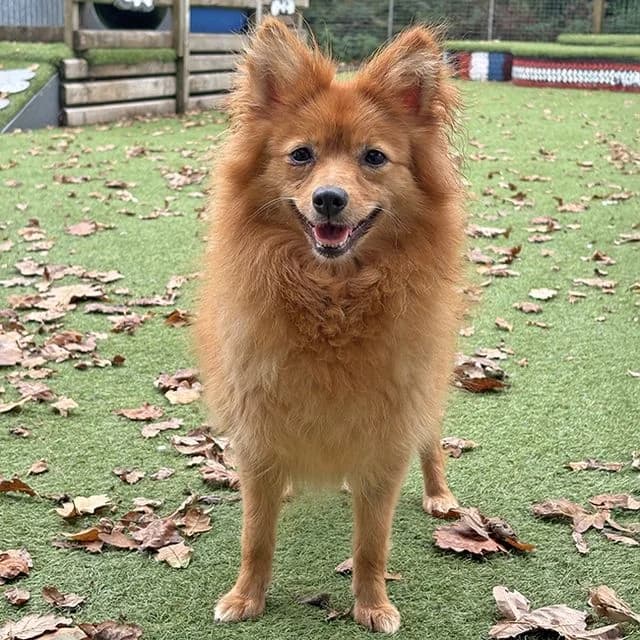 Louise, female 4yo Pomeranian for adoption at Many Tears Animal Rescue, Llanelli