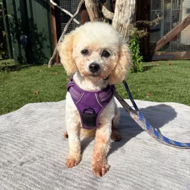 Lollipop, female 6yo Bichon Frisé for adoption at Many Tears Animal Rescue, Llanelli