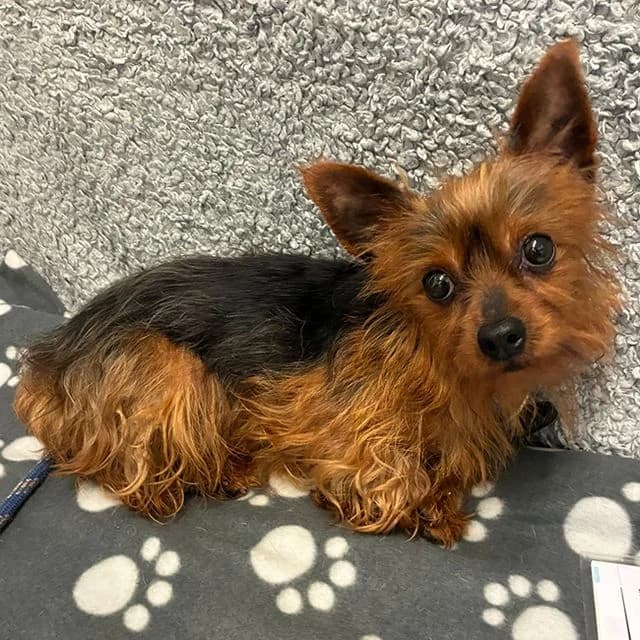Ophelia, female 4yo Yorkshire Terrier for adoption at Many Tears Animal Rescue, Llanelli