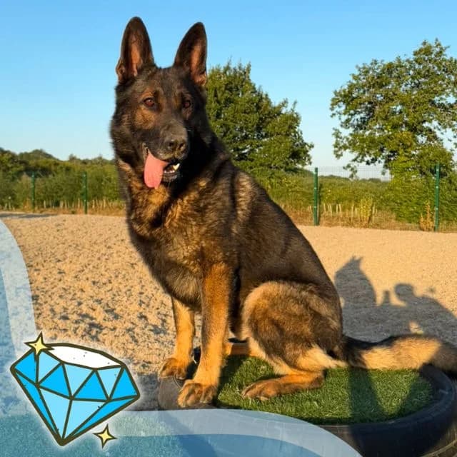 Luca, male 5yo German Shepherd for adoption at Many Tears Animal Rescue, Llanelli