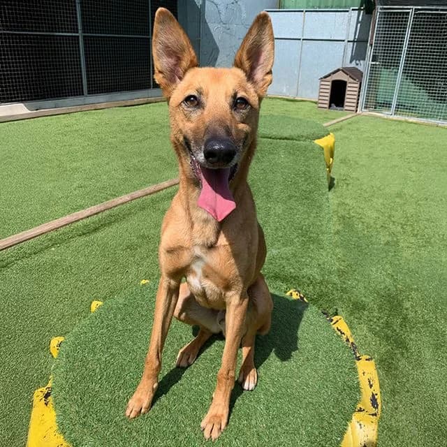Dutch, male 4yo mixed breed for adoption at Many Tears Animal Rescue, Llanelli