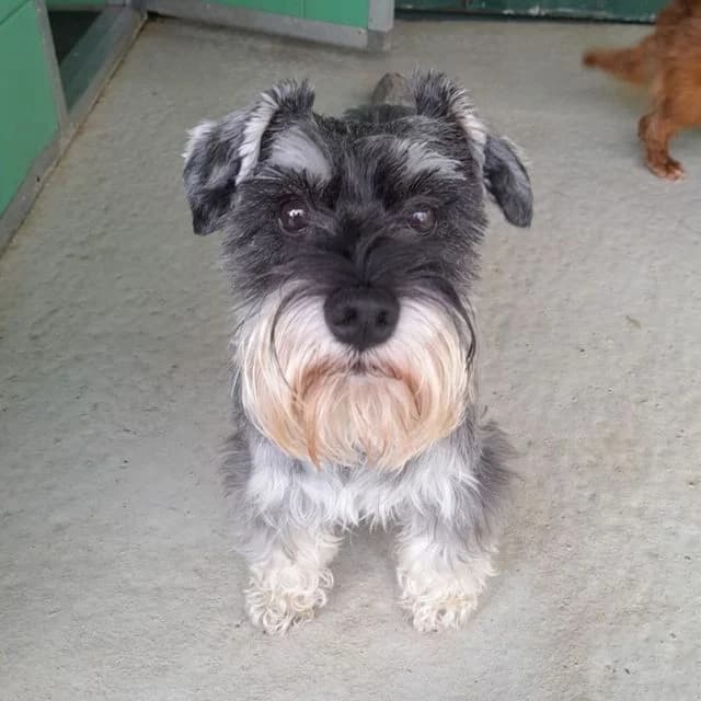 Poppet, female 6yo mixed breed for adoption at Many Tears Animal Rescue, Llanelli