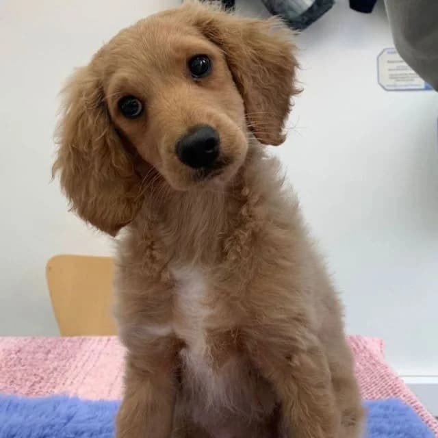 Ice, male puppy Cocker Spaniel for adoption at Many Tears Animal Rescue, Llanelli