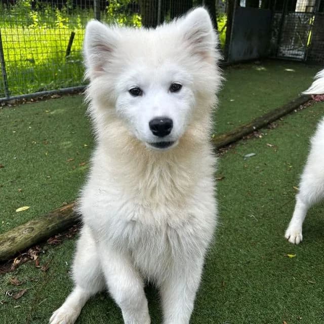 Paula, female puppy Samoyed for adoption at Many Tears Animal Rescue, Llanelli