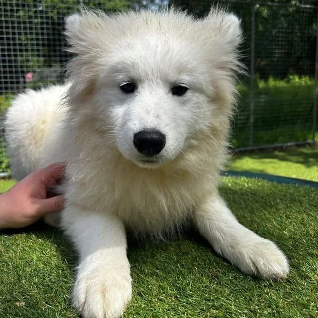 Paris, female puppy Samoyed for adoption at Many Tears Animal Rescue, Llanelli